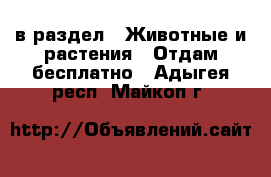  в раздел : Животные и растения » Отдам бесплатно . Адыгея респ.,Майкоп г.